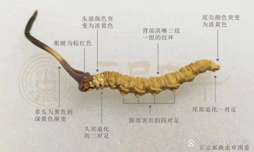 麝香心脑乐胶囊深圳哪里有卖网 :分享麝香心脑通多少钱一盒-麝香心脑通正确吃法知识